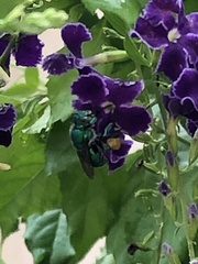Euglossa