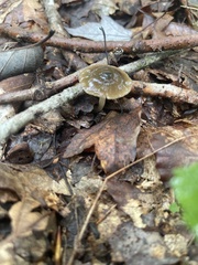 Gliophorus
