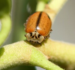 Aphidecta obliterata