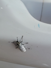 Myllocerus undecimpustulatus