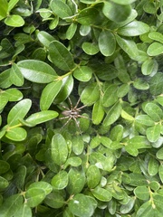 Barronopsis jeffersi