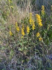 Solidago nemoralis