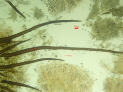 Scutellinia vitreola