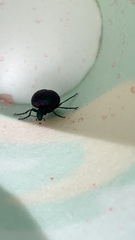 Cysteodemus wislizeni