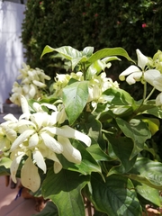 Mussaenda philippica