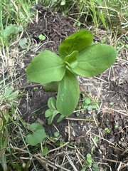Mertensia virginica
