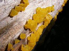 Dacrymyces chrysospermus
