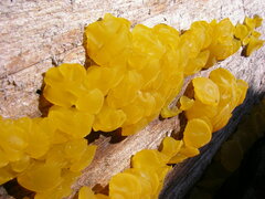 Dacrymyces chrysospermus