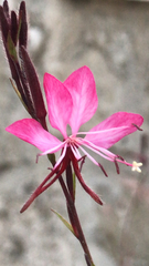 Oenothera lindheimeri