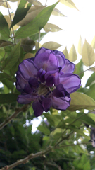 Wisteria frutescens