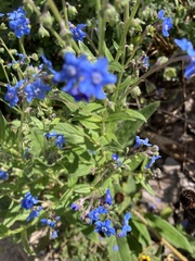 Myosotis sylvatica