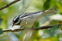 Setophaga nigrescens