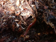 Scolopocryptops spinicaudus