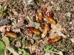 Microhodotermes viator