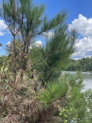 Pinus elliottii