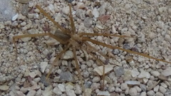 Sahastata sinuspersica