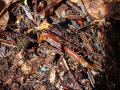 Scolopocryptops spinicaudus