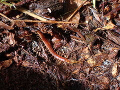 Scolopocryptops spinicaudus