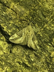 Hypena laceratalis