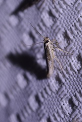 Homoeosoma electella