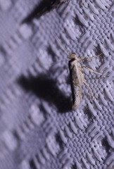 Homoeosoma electella