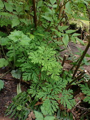 Dicentra formosa