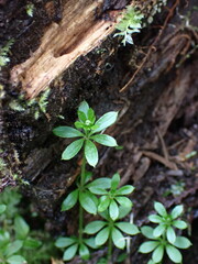 Galium triflorum