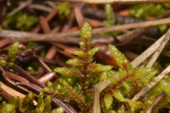 Pleurozium schreberi