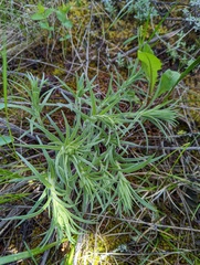 Lithospermum ruderale