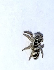 Salticus scenicus