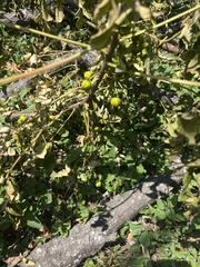 Ficus carica