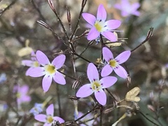 Polemoniaceae