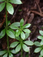 Galium triflorum