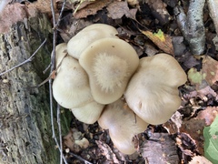 Lyophyllum decastes
