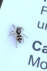 Salticus scenicus
