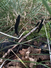 Xylaria longipes