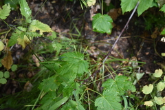 Osmorhiza purpurea