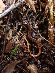 Plethodon vehiculum