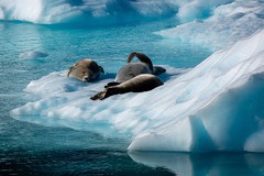 Leptonychotes weddellii