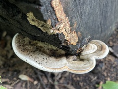 Trametes lactinea