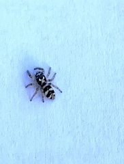 Salticus scenicus