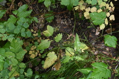 Osmorhiza purpurea