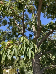 Aesculus glabra