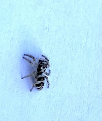 Salticus scenicus
