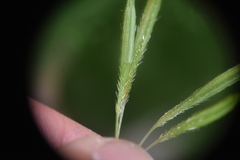 Osmorhiza purpurea