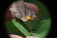 Pucciniaceae
