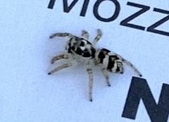 Salticus scenicus