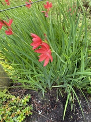 Hesperantha coccinea