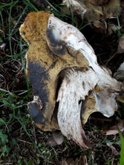Caloboletus radicans