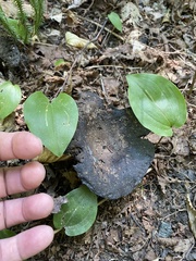 Lactarius atroviridis